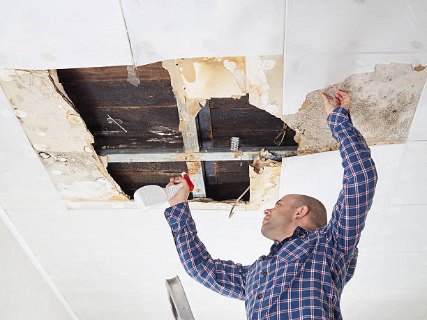 Best Black Mold Removal  in Belfast, ME